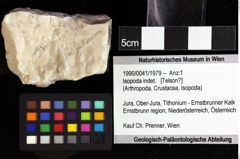 Foto (Objket + Etiketten) von Isopoda indet. 